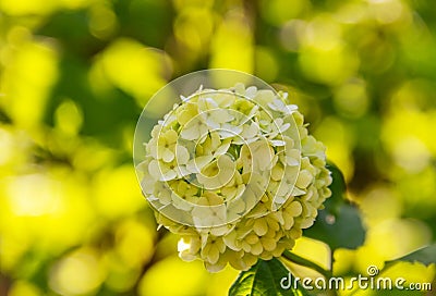 Green white flowers Viburnum opulus Roseum - Snowball. Inflorescence ornamental shrub close-up Stock Photo