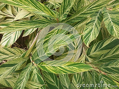 green and white leaves in the form of natural lines, like a painting. Stock Photo