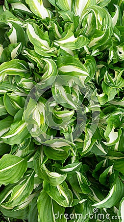 Green-white leaves of the WHIRLWIND host plant. View from above. Background from green leaves. Stock Photo