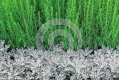 Green and white plants in a modern garden design Stock Photo