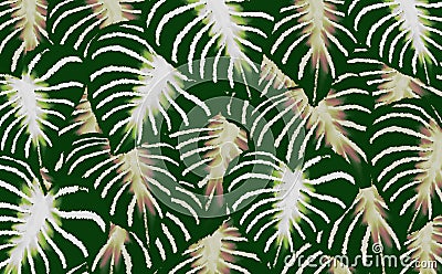 Green and white tropical leaves relax spring nature background Stock Photo