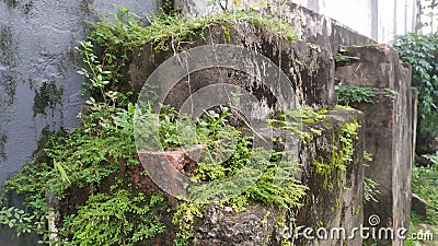 Green wild grass grows abundantly Stock Photo