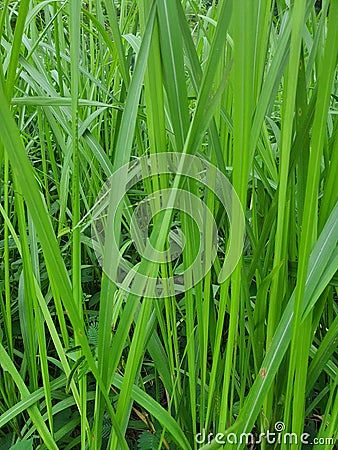 green wild grassland in south city tangerang west java indonesia Stock Photo