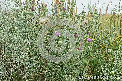 Green wild thorny bushes of burdock Stock Photo