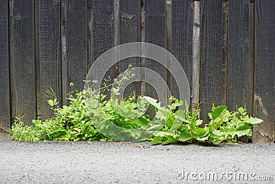 Green wild weeds (chelidonium majus, taraxacum officinale, galium aparine) grown through asphalt near old wooden fence Stock Photo