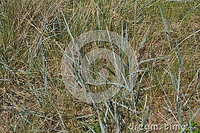 Green wilderness of long grasses and other vegetation Stock Photo