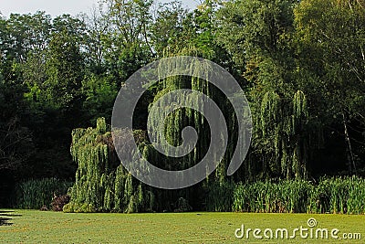 Green willow on the bank of a pond Stock Photo