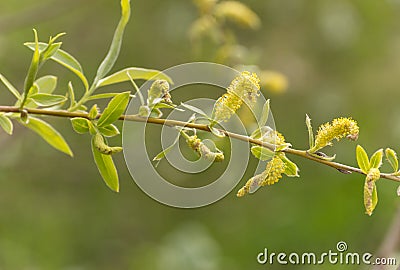 A green willow branch blooms on a blurred background Stock Photo