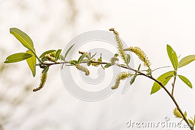 A green willow branch blooms on a blurred background Stock Photo