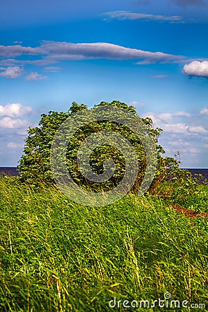 Green willow Bush sway in strong wind Stock Photo