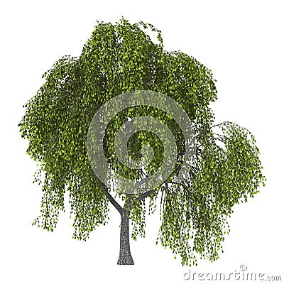 Green Willow on White Stock Photo