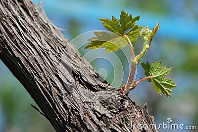 Green wine grape leaf Stock Photo