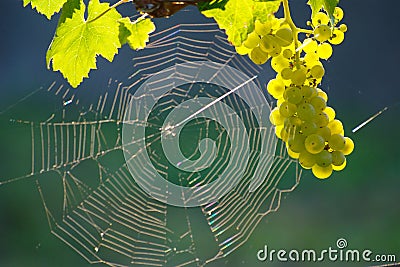 Green Wine Grape And Spider Web Stock Photo
