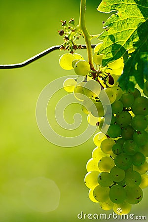 Green Wine Grape In Vineyard Stock Photo