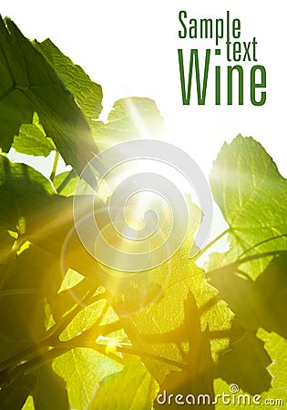 Green wine leaves Stock Photo
