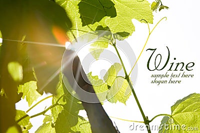 Green wine leaves Stock Photo