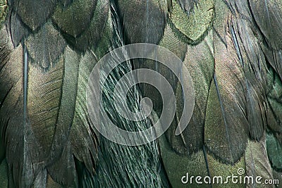Green wing feathers of Common shag Stock Photo