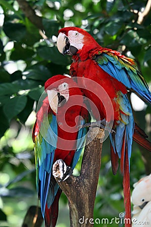 Green - Winged Macaw Stock Photo