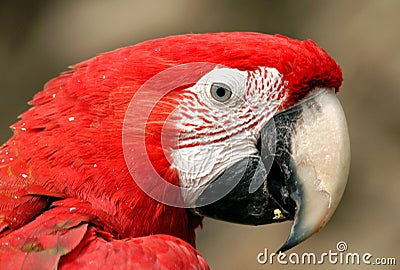 Green-Winged Macaw Stock Photo