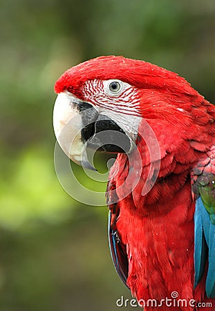 Green-Winged Macaw Stock Photo