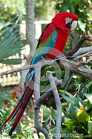 Green Winged Macaw Stock Photo