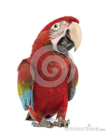 Green-winged Macaw, Ara chloropterus, 1 year old Stock Photo