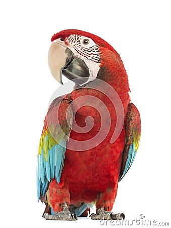 Green-winged Macaw, Ara chloropterus, 1 year old Stock Photo