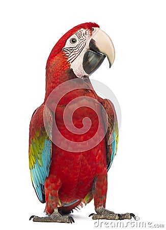 Green-winged Macaw, Ara chloropterus, 1 year old Stock Photo