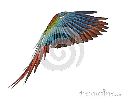 Green-winged Macaw, Ara chloropterus, 1 year old, flying Stock Photo