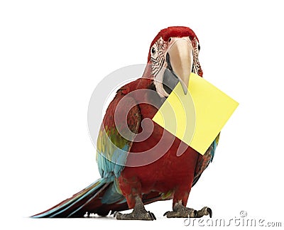 Green-winged Macaw, Ara chloropterus, 1 year old, holding a yellow card in its beak, a post-it Stock Photo