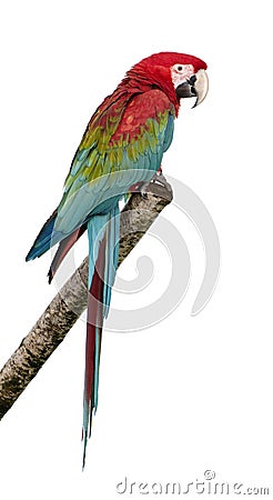 Green-winged Macaw - Ara chloropterus (18 months) Stock Photo