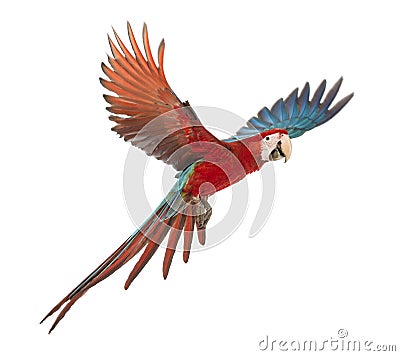 Green-winged Macaw, Ara chloropterus, 1 year old, flying in front of white background Stock Photo
