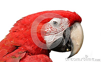 Green-Winged Macaw Isolated on White Stock Photo