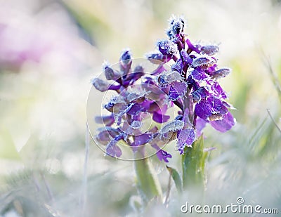 Green-Winged Orchid Stock Photo