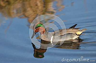 Green Winged Teal Stock Photo