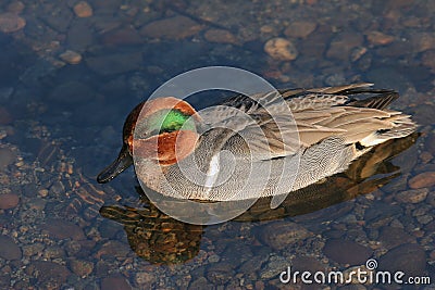 Green Winged Teal Stock Photo