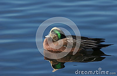 Green Winged Teal Stock Photo