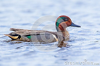 Green Winged Teal Stock Photo