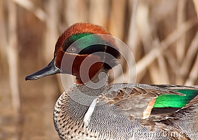 Green Winged Teal Close-up Stock Photo