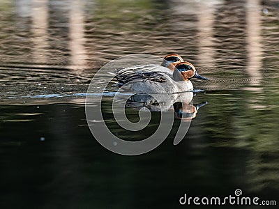 Green winged teal duck flock on Izumi pond 2 Stock Photo