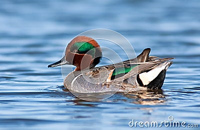 Green Winged Teal Portrait Stock Photo