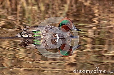 Green Winged Teal Reflections Stock Photo