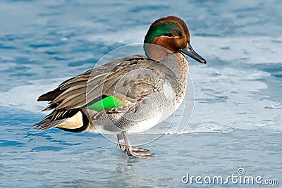 Green-winged Teal - Anas carolinensis Stock Photo