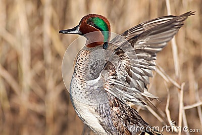 Green Winged Teal Wing Stretch Stock Photo