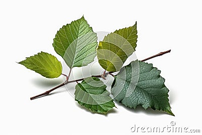 Green winter leaves. high resolution, Isolated on White Background. Stock Photo