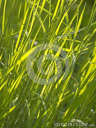 Green wire grass texture Stock Photo