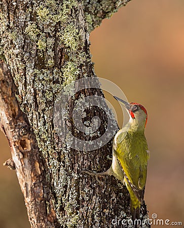 Green Woodpecker Stock Photo