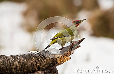 Green Woodpecker on a log Stock Photo