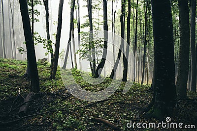 Green woods with mist after rain Stock Photo