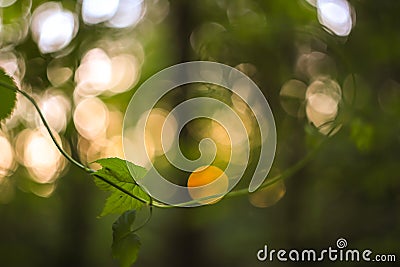 Green and yellow abstract blurred background with plant and beautiful bokeh in sunlight. Macro image with small dept of field Stock Photo